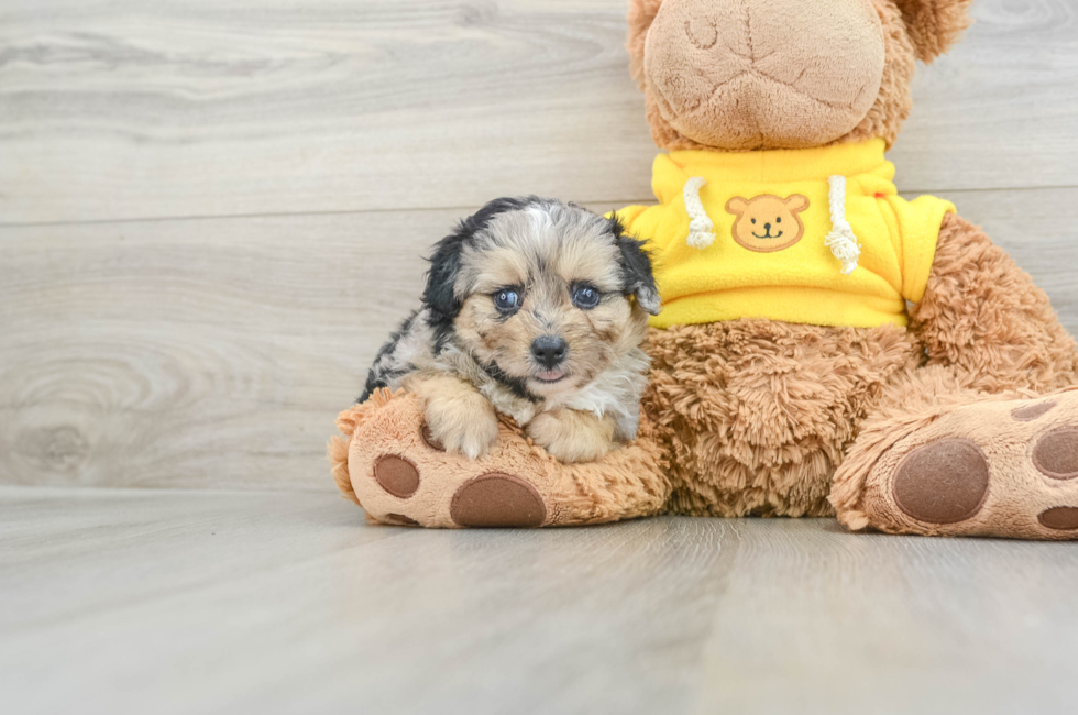 6 week old Mini Aussiedoodle Puppy For Sale - Simply Southern Pups