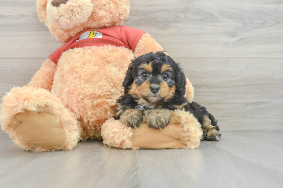 5 week old Mini Aussiedoodle Puppy For Sale - Simply Southern Pups