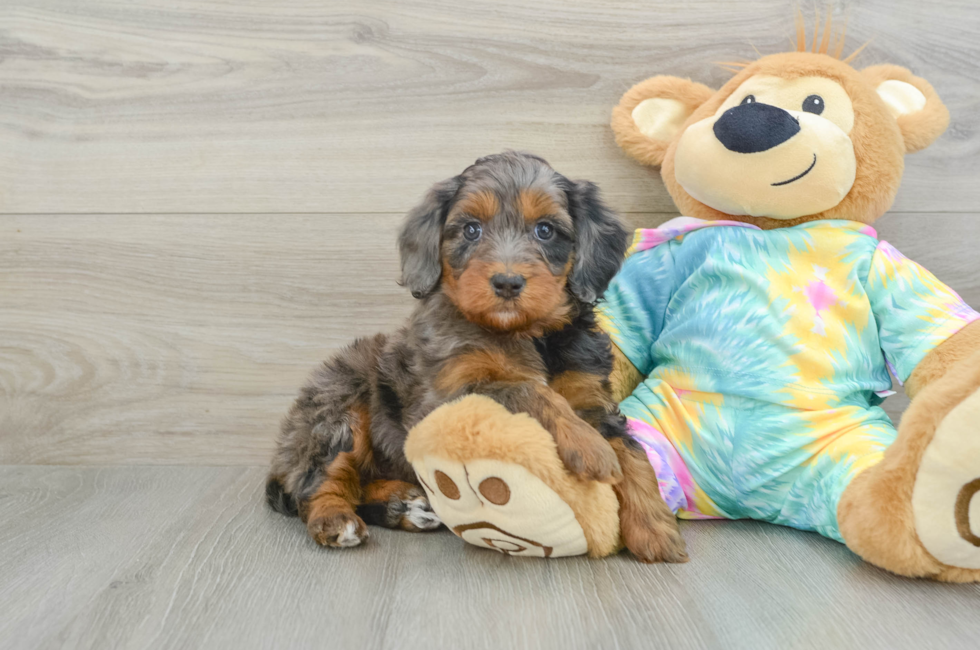 6 week old Mini Aussiedoodle Puppy For Sale - Simply Southern Pups