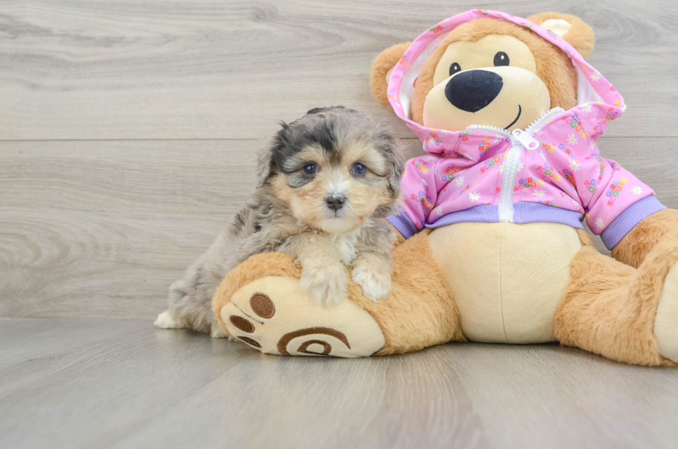 5 week old Mini Aussiedoodle Puppy For Sale - Simply Southern Pups