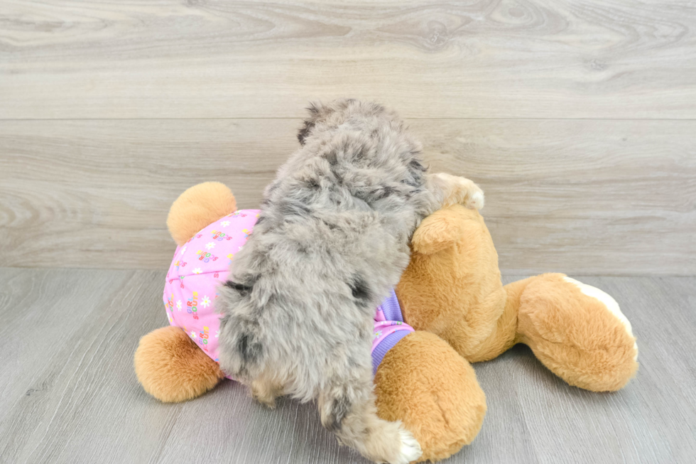 Happy Mini Aussiedoodle Baby