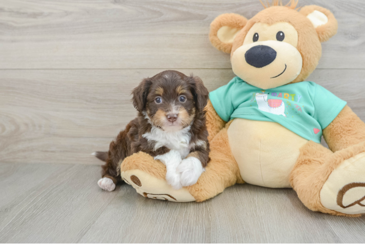 Best Mini Aussiedoodle Baby