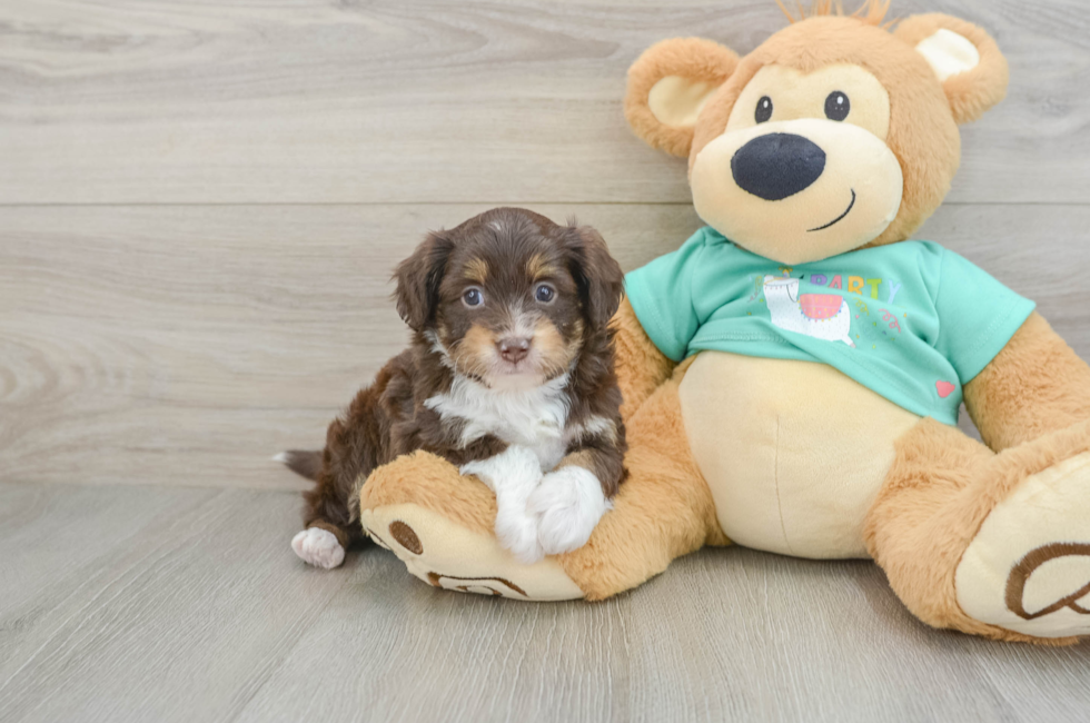 5 week old Mini Aussiedoodle Puppy For Sale - Simply Southern Pups