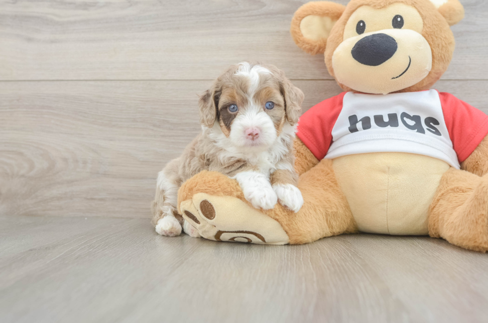 5 week old Mini Aussiedoodle Puppy For Sale - Simply Southern Pups