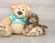 5 week old Mini Aussiedoodle Puppy For Sale - Simply Southern Pups