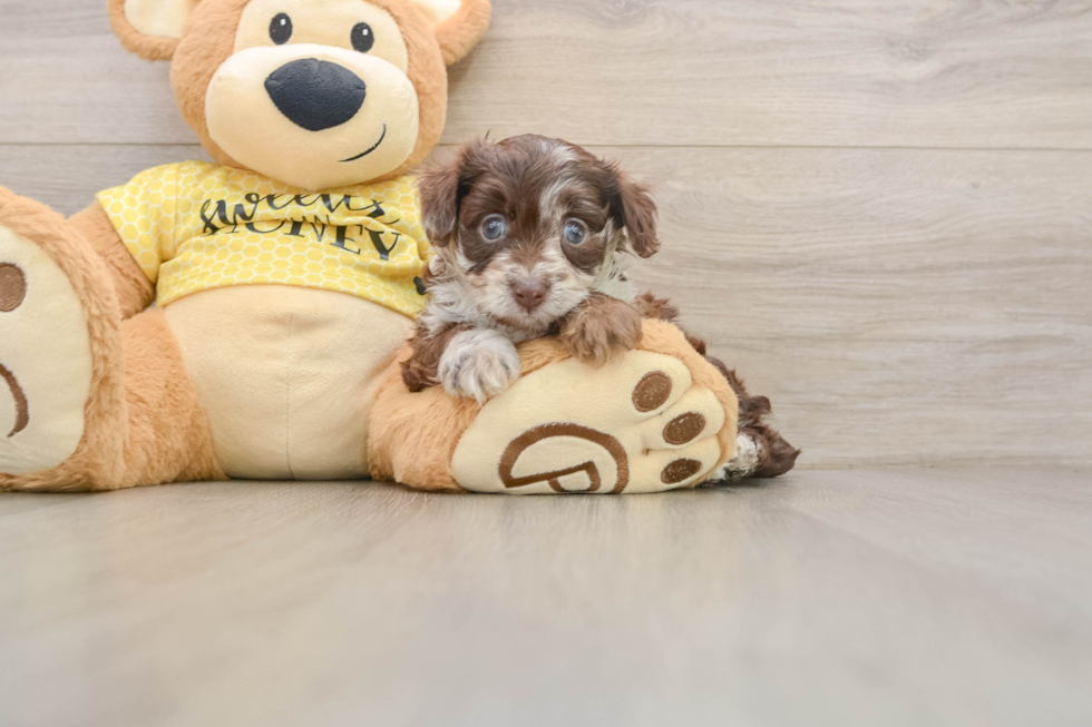 Mini Aussiedoodle Pup Being Cute
