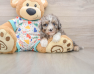7 week old Mini Aussiedoodle Puppy For Sale - Simply Southern Pups