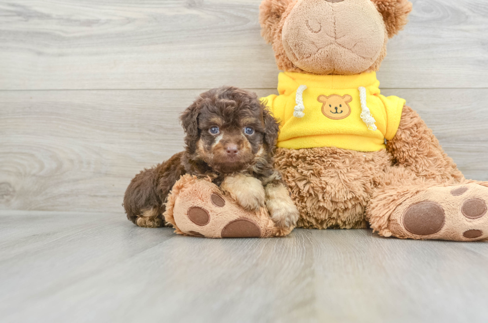 6 week old Mini Aussiedoodle Puppy For Sale - Simply Southern Pups