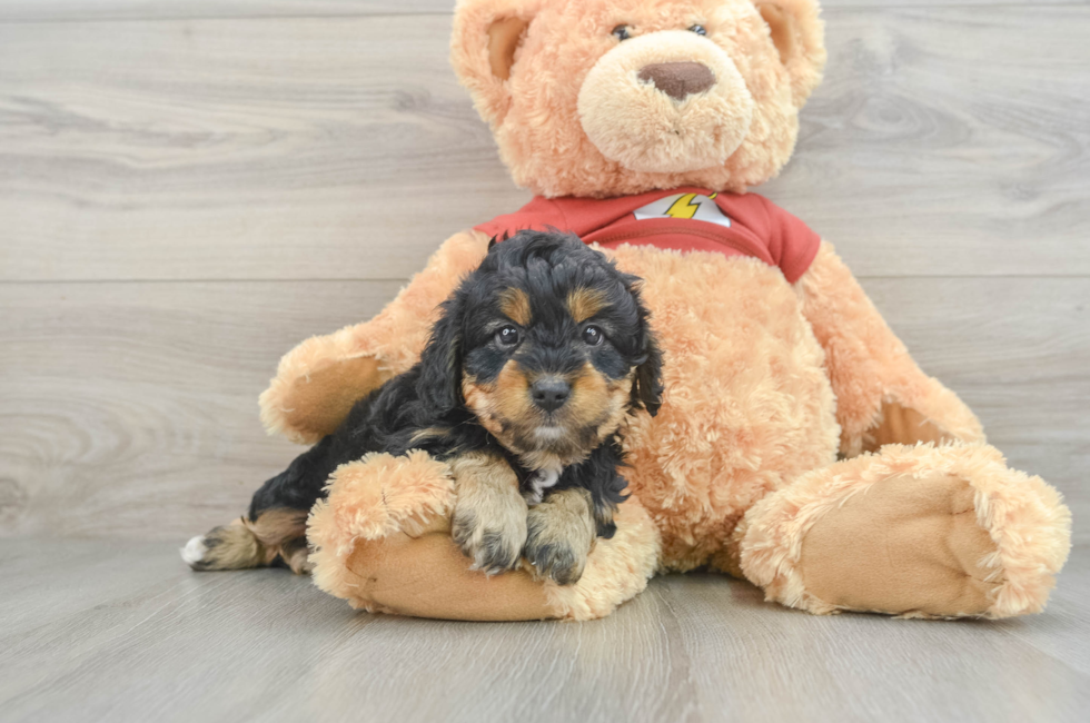 5 week old Mini Aussiedoodle Puppy For Sale - Simply Southern Pups