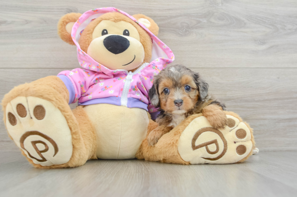 5 week old Mini Aussiedoodle Puppy For Sale - Simply Southern Pups