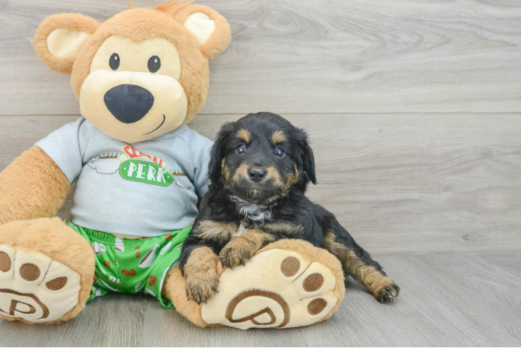 Petite Mini Aussiedoodle Poodle Mix Pup