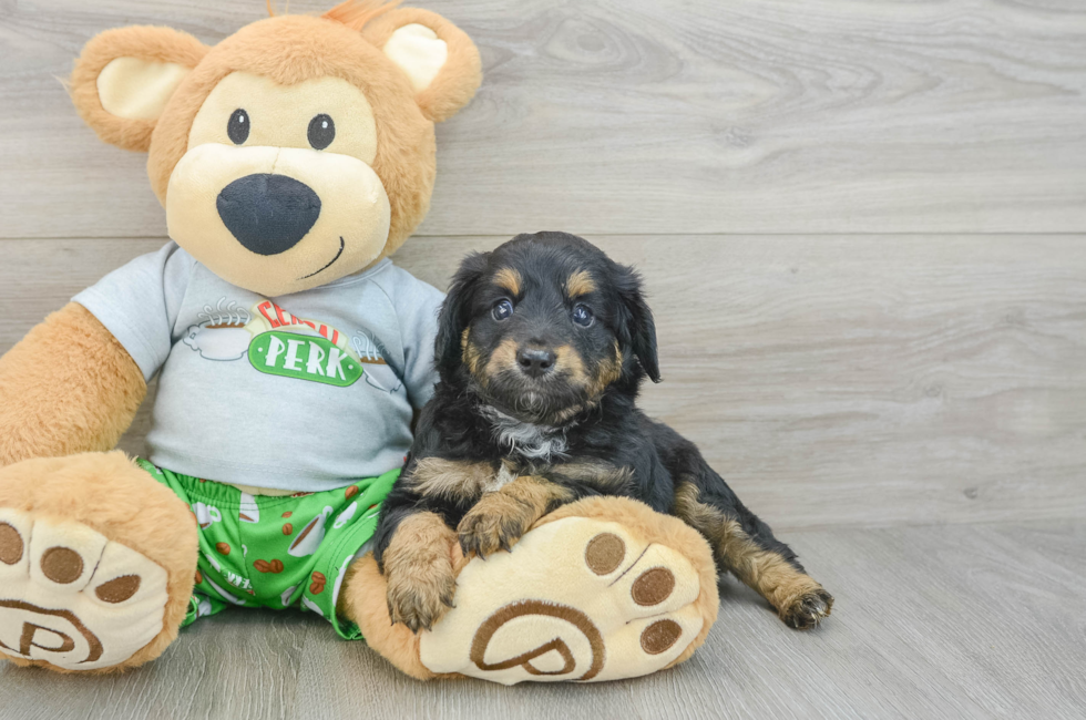 7 week old Mini Aussiedoodle Puppy For Sale - Simply Southern Pups