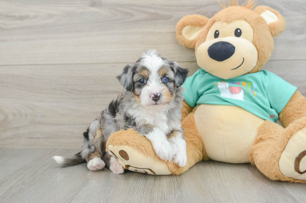 5 week old Mini Aussiedoodle Puppy For Sale - Simply Southern Pups
