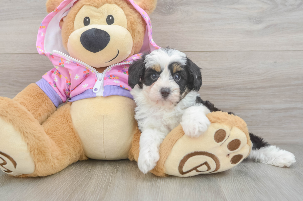 6 week old Mini Aussiedoodle Puppy For Sale - Simply Southern Pups