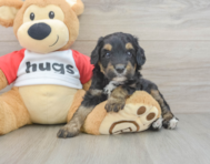 8 week old Mini Aussiedoodle Puppy For Sale - Simply Southern Pups