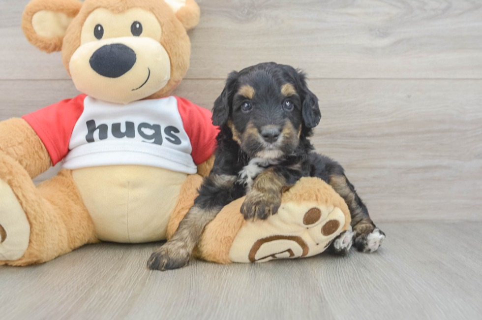 5 week old Mini Aussiedoodle Puppy For Sale - Simply Southern Pups