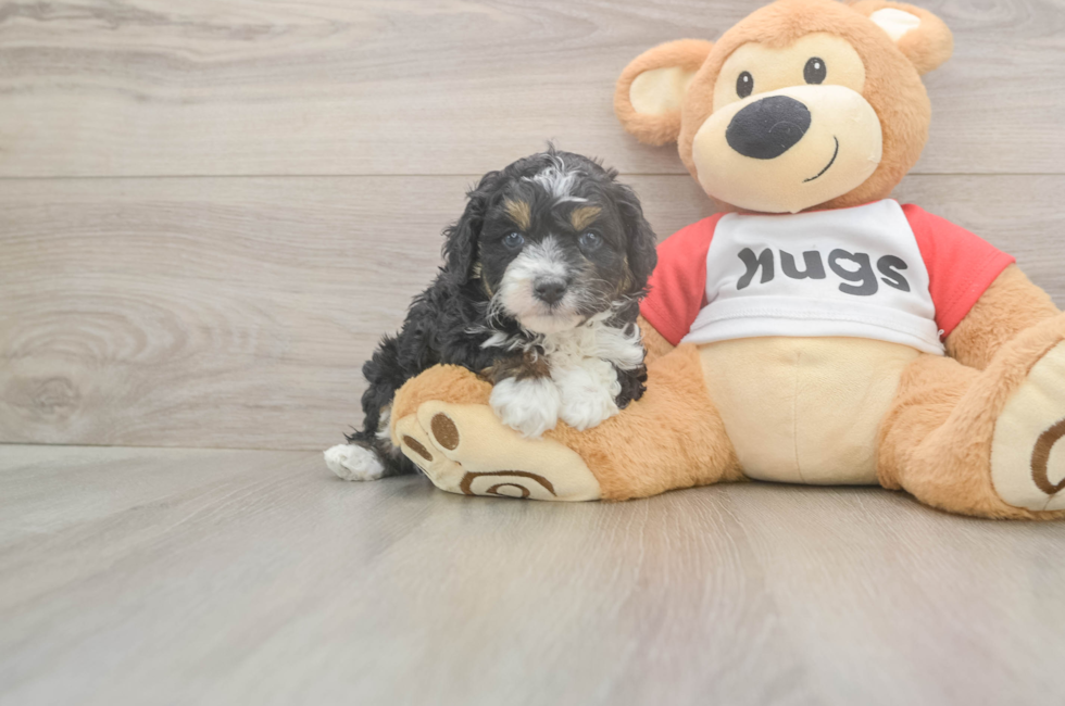 5 week old Mini Aussiedoodle Puppy For Sale - Simply Southern Pups