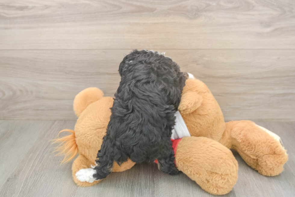 Meet Dapper - our Mini Aussiedoodle Puppy Photo  3/3 - Simply Southern Pups Happy Mini Aussiedoodle Baby