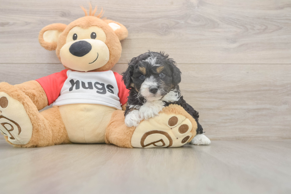 Meet Dapper - our Mini Aussiedoodle Puppy Photo  2/3 - Simply Southern Pups Sweet Mini Aussiedoodle Baby