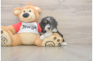 Meet Dapper - our Mini Aussiedoodle Puppy Photo  2/3 - Simply Southern Pups Sweet Mini Aussiedoodle Baby