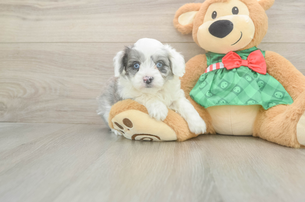 6 week old Mini Aussiedoodle Puppy For Sale - Simply Southern Pups