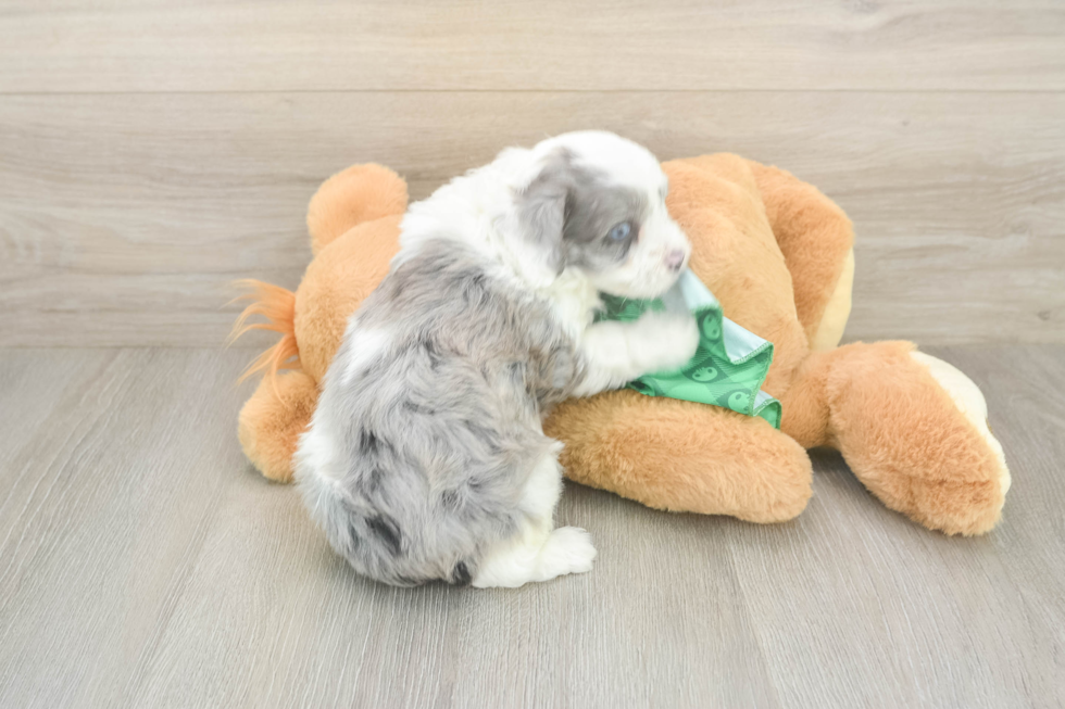 Adorable Mini Australian Shepherd X Poodle Mix Poodle Mix Puppy