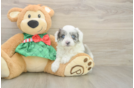 Mini Aussiedoodle Puppy for Adoption