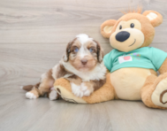 5 week old Mini Aussiedoodle Puppy For Sale - Simply Southern Pups
