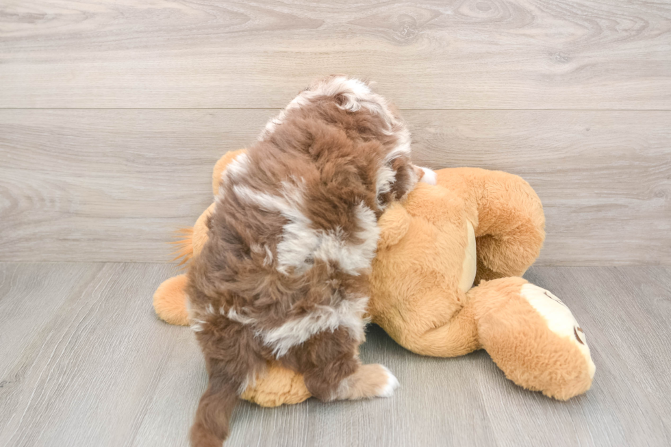 Mini Aussiedoodle Pup Being Cute