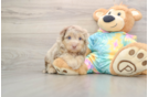 Little Mini Aussiepoo Poodle Mix Puppy