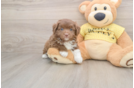 Energetic Aussiepoo Poodle Mix Puppy