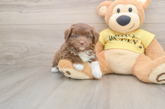 Energetic Aussiepoo Poodle Mix Puppy
