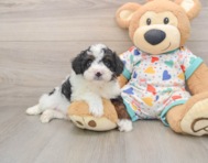 6 week old Mini Aussiedoodle Puppy For Sale - Simply Southern Pups