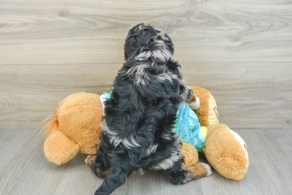 Funny Mini Aussiedoodle Poodle Mix Pup