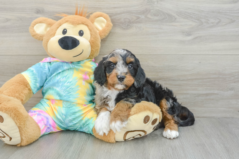 6 week old Mini Aussiedoodle Puppy For Sale - Simply Southern Pups