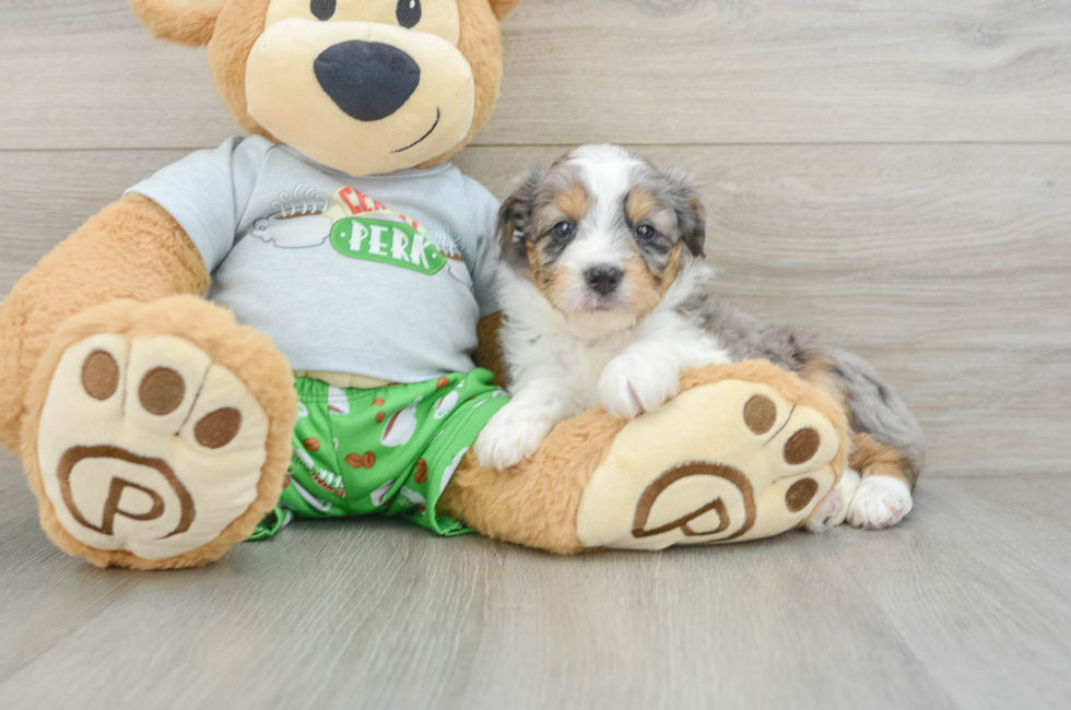 7 week old Mini Aussiedoodle Puppy For Sale - Simply Southern Pups