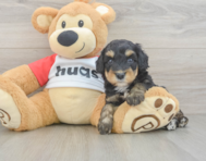 8 week old Mini Aussiedoodle Puppy For Sale - Simply Southern Pups