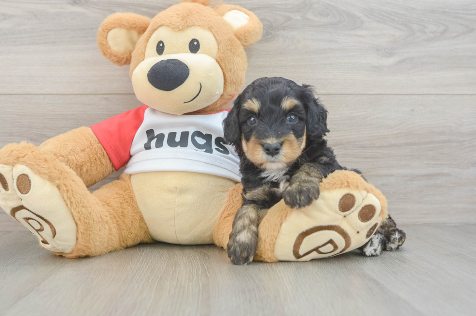 5 week old Mini Aussiedoodle Puppy For Sale - Simply Southern Pups