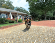 9 week old Mini Aussiedoodle Puppy For Sale - Simply Southern Pups