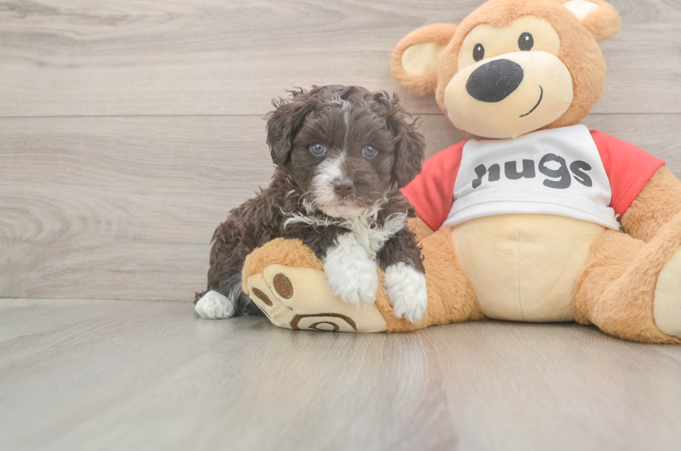 5 week old Mini Aussiedoodle Puppy For Sale - Simply Southern Pups