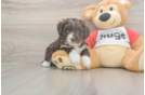 Meet Daz - our Mini Aussiedoodle Puppy Photo  1/3 - Simply Southern Pups Mini Aussiedoodle Pup Being Cute