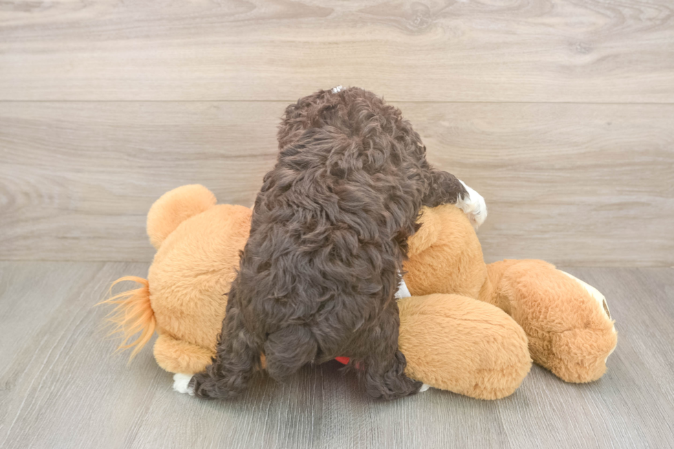 Meet Daz - our Mini Aussiedoodle Puppy Photo  3/3 - Simply Southern Pups Playful Mini Aussiepoodle Poodle Mix Puppy