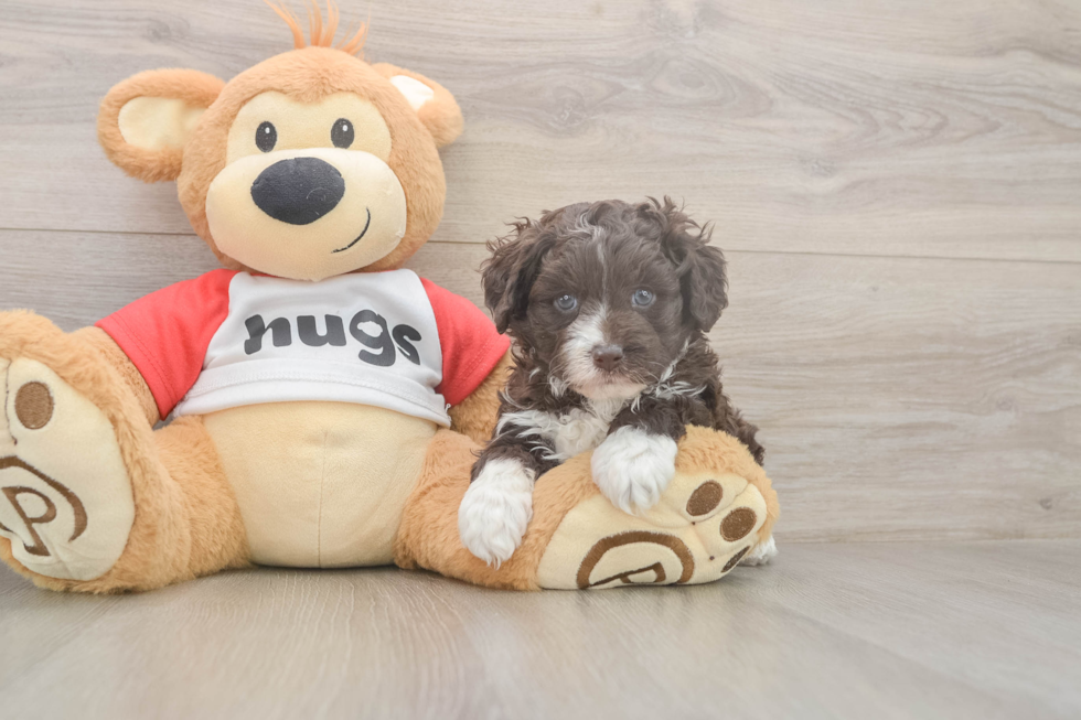 Meet Daz - our Mini Aussiedoodle Puppy Photo  2/3 - Simply Southern Pups Mini Aussiedoodle Pup Being Cute