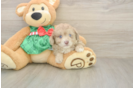 Playful Mini Aussiepoodle Poodle Mix Puppy