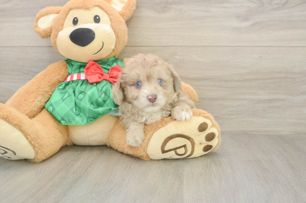 6 week old Mini Aussiedoodle Puppy For Sale - Simply Southern Pups