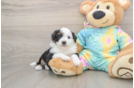 Hypoallergenic Aussiepoo Poodle Mix Puppy