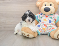 7 week old Mini Aussiedoodle Puppy For Sale - Simply Southern Pups
