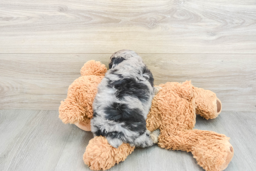 Fluffy Mini Aussiedoodle Poodle Mix Pup