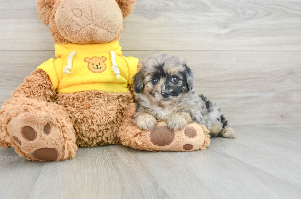 6 week old Mini Aussiedoodle Puppy For Sale - Simply Southern Pups