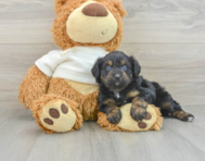 7 week old Mini Aussiedoodle Puppy For Sale - Simply Southern Pups